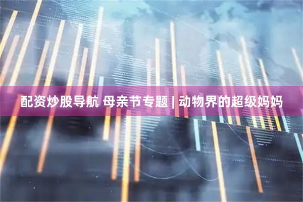 配资炒股导航 母亲节专题 | 动物界的超级妈妈